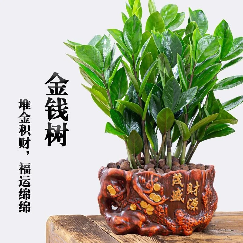 金钱树盆栽招财纳福植物室内客厅办公室桌面绿植大棵送礼花卉盆景