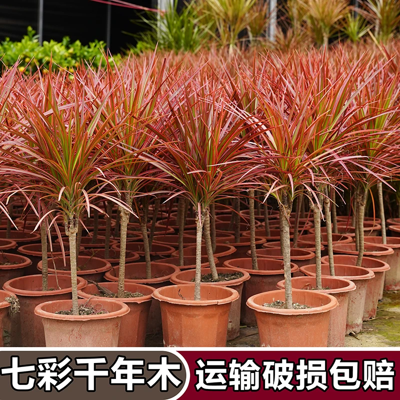 千年木绿植盆栽三色五彩七彩铁龙血树室内客厅庭院马尾铁耐旱绿植