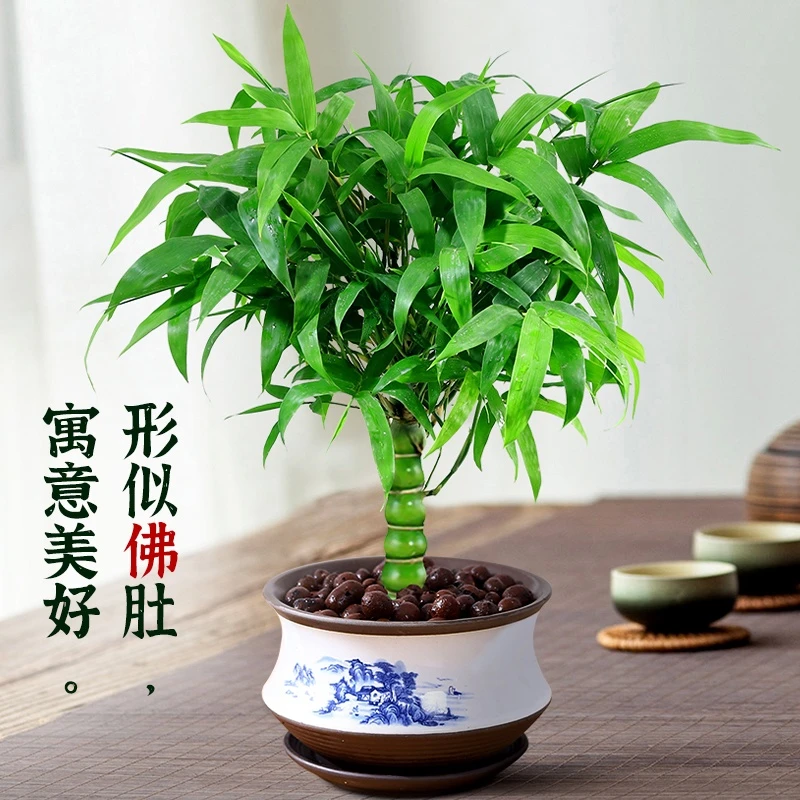 罗汉竹佛肚竹盆栽老桩四季常青植物办公室内客厅矮化盆景花卉龙鳞