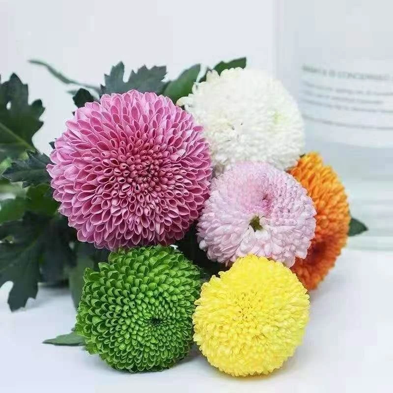 七彩园艺乒乓菊花苗大花幸福四季开花盆栽绿植室内室外好养阳台花