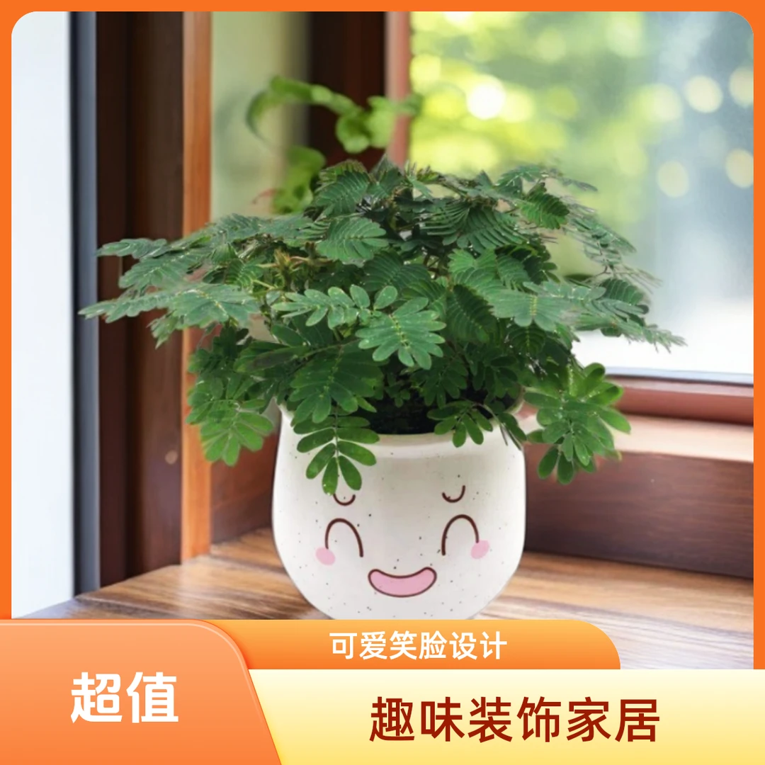 含羞草盆栽大苗绿植盆栽害羞草幼儿园趣味花卉室内阳台客厅大绿植