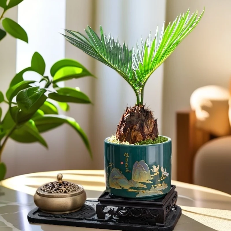 铁树苏铁室内小盆景桌面迷你盆栽四季常青室外庭院老桩耐旱耐寒养