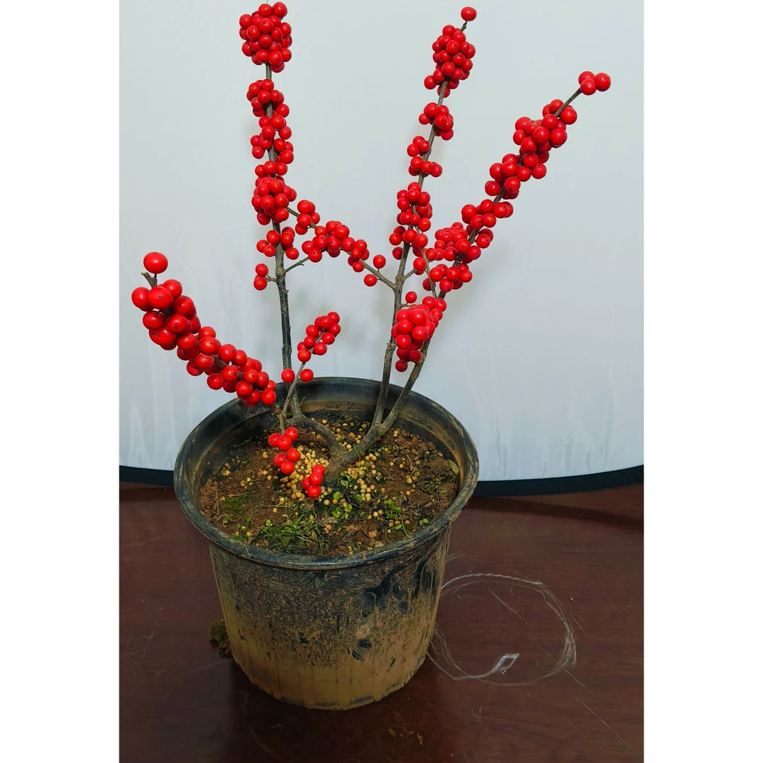 北美冬青年宵花 土球发货款