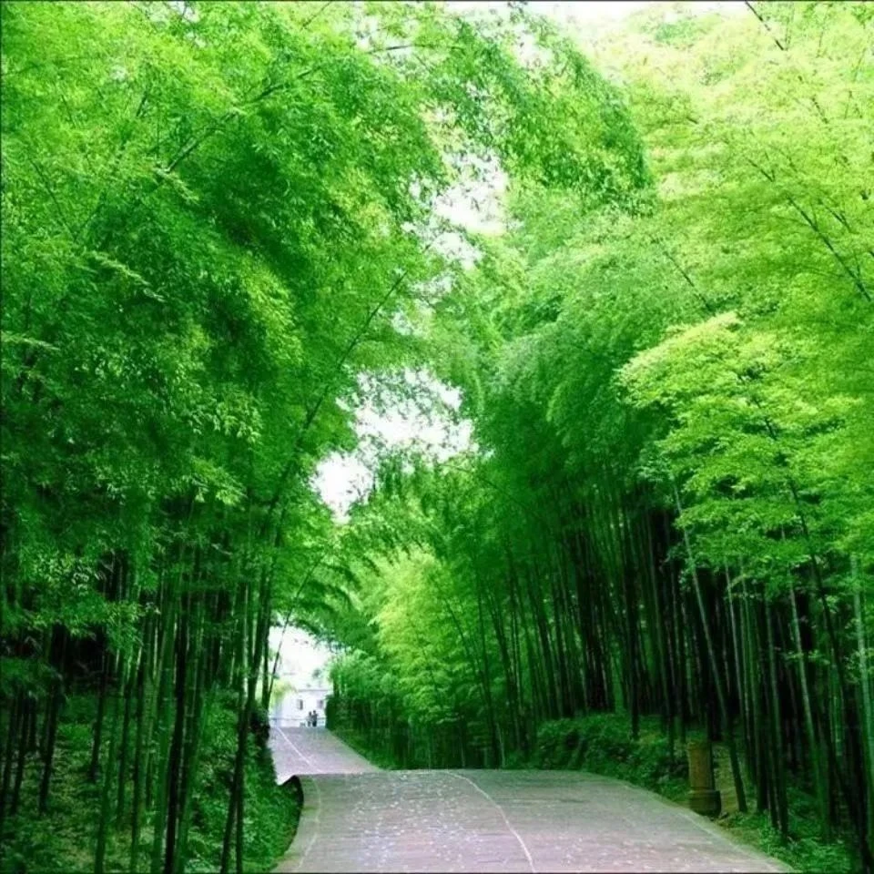 四季播毛竹种子青竹大型农家庭院盆栽绿植耐寒风水竹易播新采种子