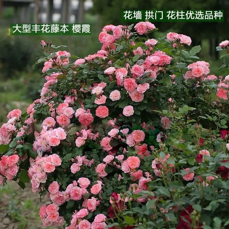 大型攀爬藤本 樱霞月季花丰花多季开花庭院群开粉色拱门花墙花柱