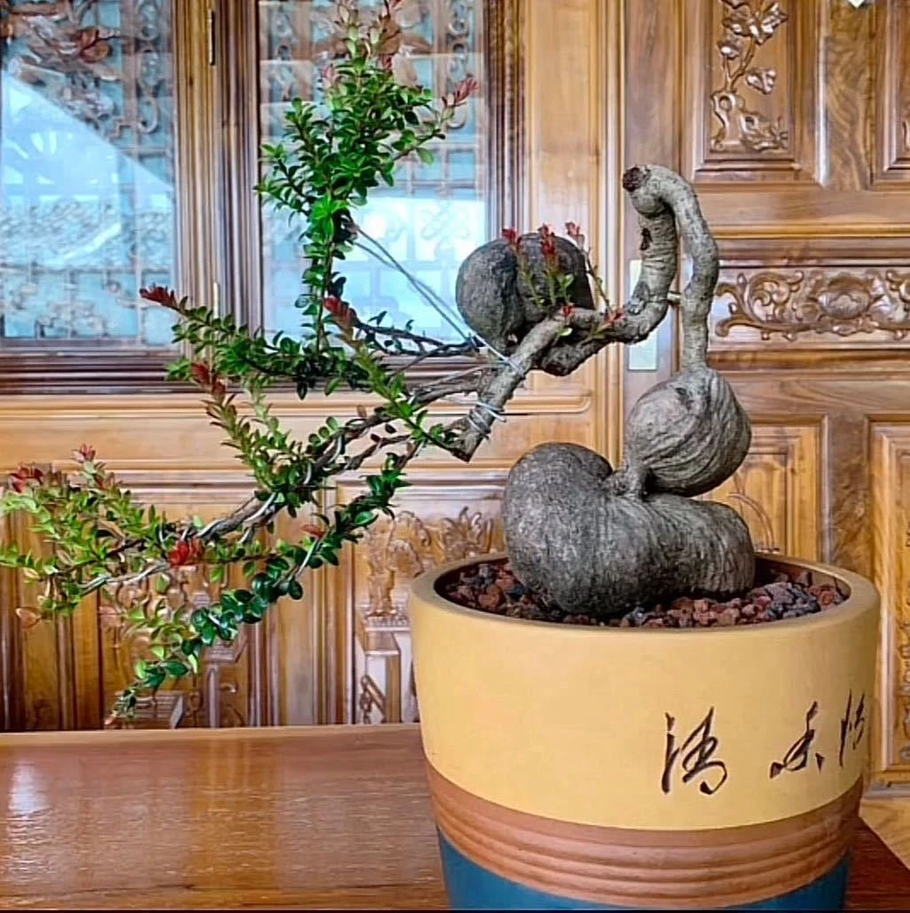 云南红花米叶五翅梅