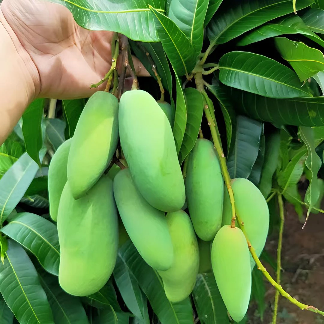 【中通包邮】酸脆生芒果当季象牙芒孕妇水果新鲜海南酸嘢现摘酸芒果