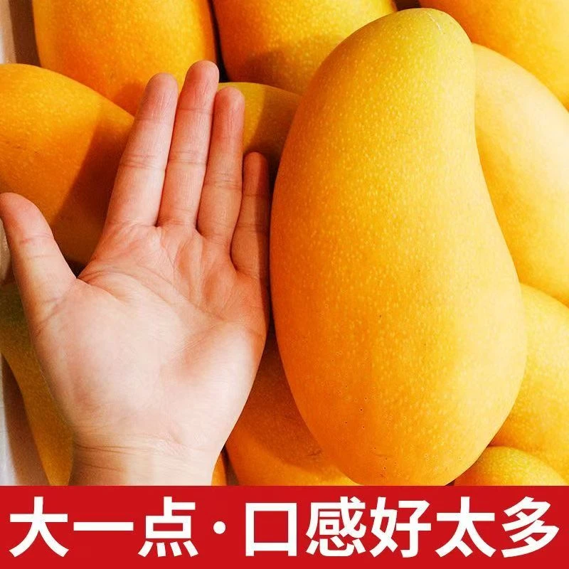 海南金煌芒新鲜热带水果【生熟均可吃】水仙芒 净重5斤/8斤软糯香甜