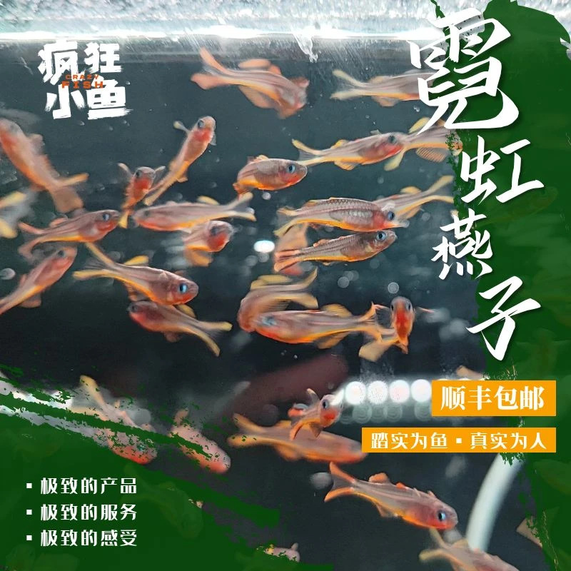 【疯狂小鱼】燕子鱼组合