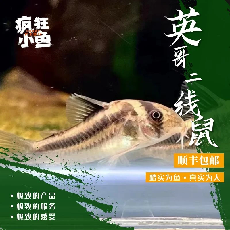 【疯狂小鱼】英哥二线鼠鱼