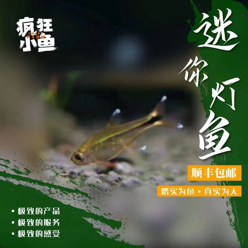 【疯狂小鱼】 迷你灯鱼