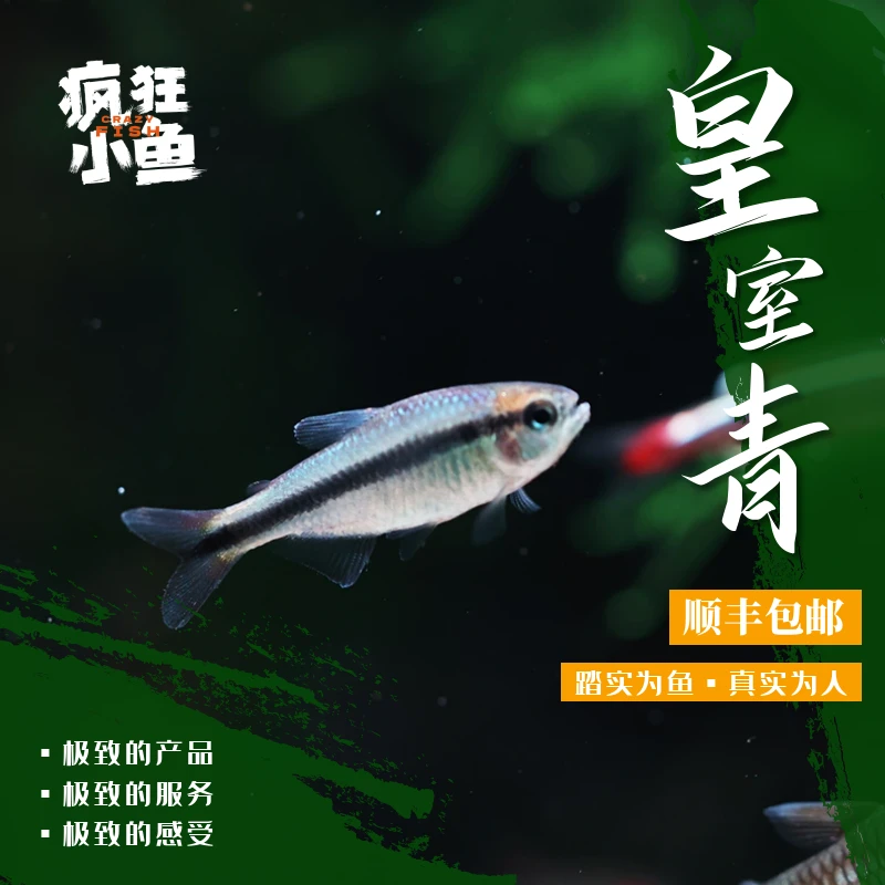 【疯狂小鱼】皇室青魔鬼鱼