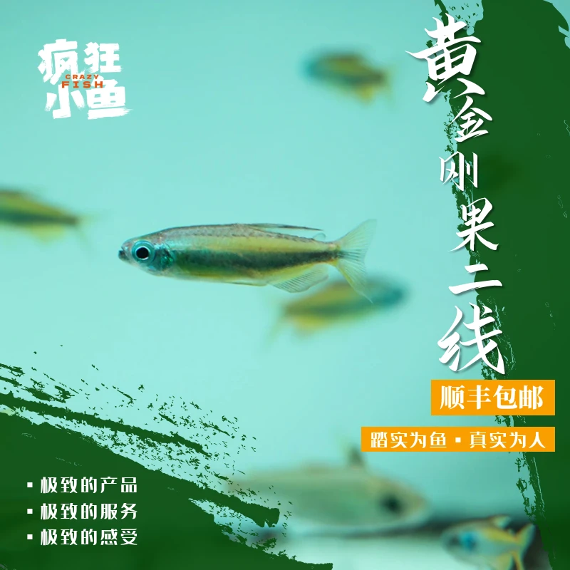 【疯狂小鱼】黄金二线刚果鱼