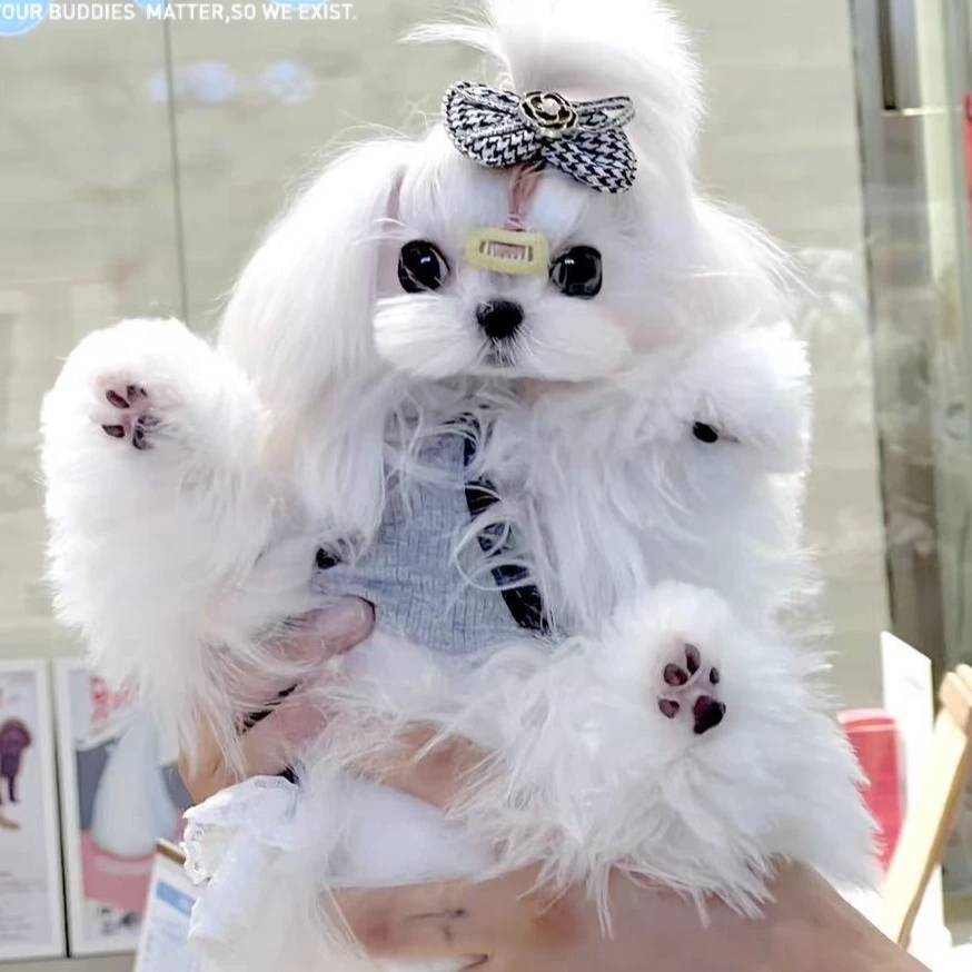 宠物狗狗Demon比熊雪纳瑞马尔济斯西施可爱温顺聪明伴侣犬礼物