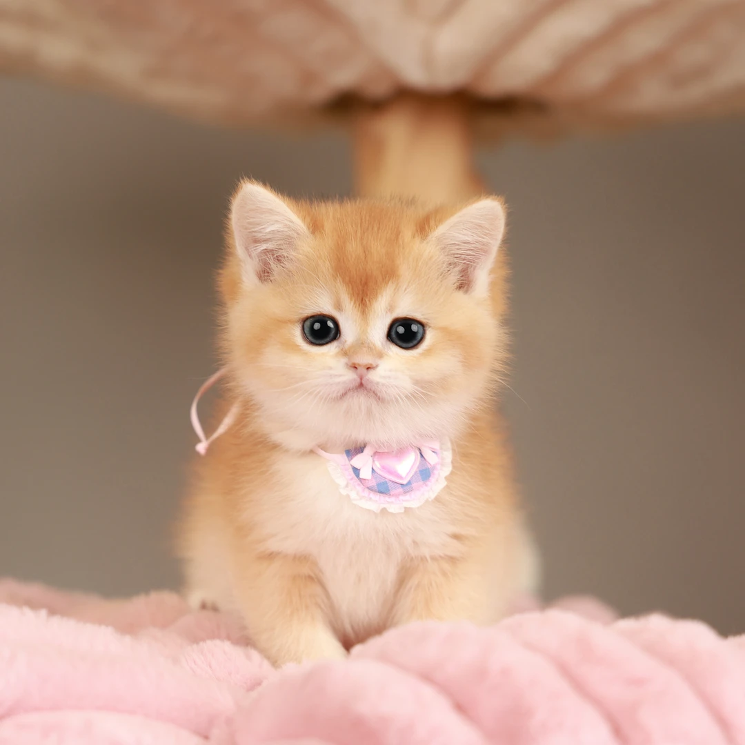 一菲家一菲家春节档期优惠活动专属链接宠物猫咪【一菲家】