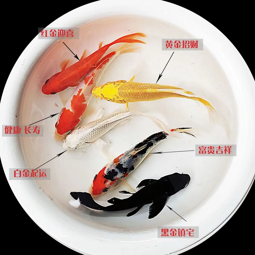 金鱼活体 观赏鱼锦鲤 黑黄白龙凤冷水好养耐活包邮保开箱活锦鲤鱼