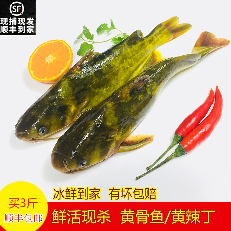 黄辣丁昂刺鱼黄刺汪丫昂公嘎鱼黄颡鱼鲜活现杀水产新鲜黄骨鱼500g