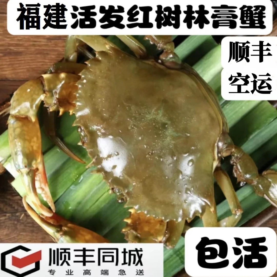 （顺丰活发）福建东山岛红膏蟹红鲟鲜活膏蟹鲜美螃蟹青蟹野生本港