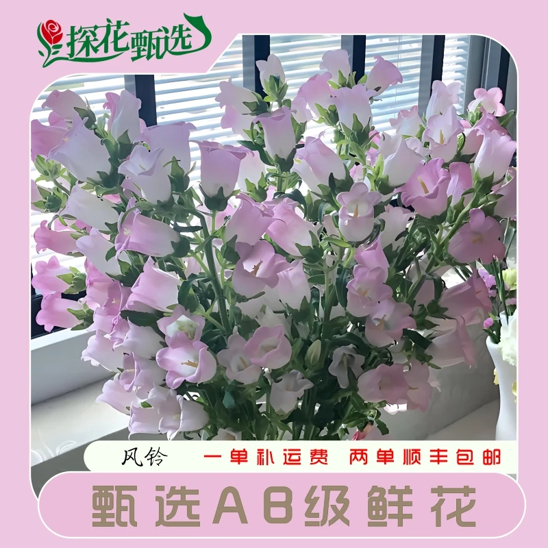 【探花甄选】风铃花 (带包装醒花)任意两单鲜花顺丰包邮
