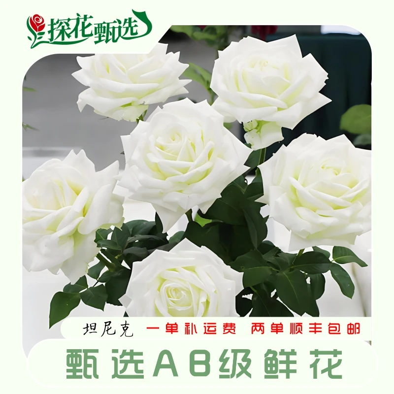 坦尼克玫瑰 云南基地直发 店内两个订单起发货 治愈 爱