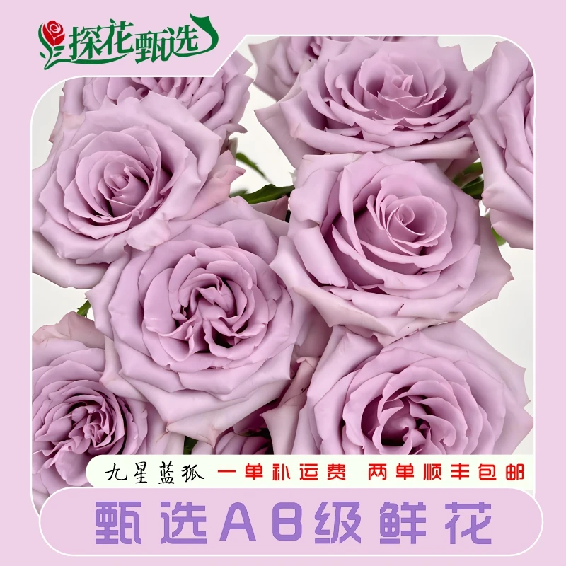 【探花甄选】九星蓝狐 多头玫瑰 云南基地直发 两单起发 顺丰冷链