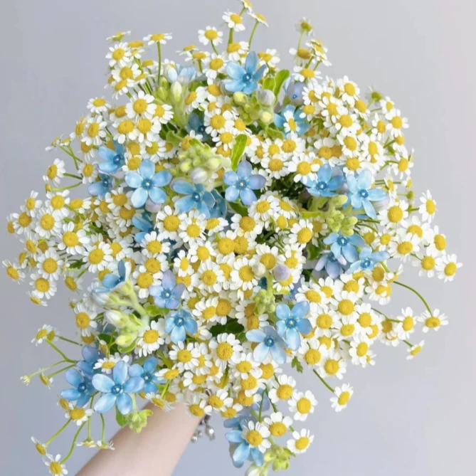 【探花甄选】洋甘菊+蓝星花 配花云南基地直发 新鲜七夕