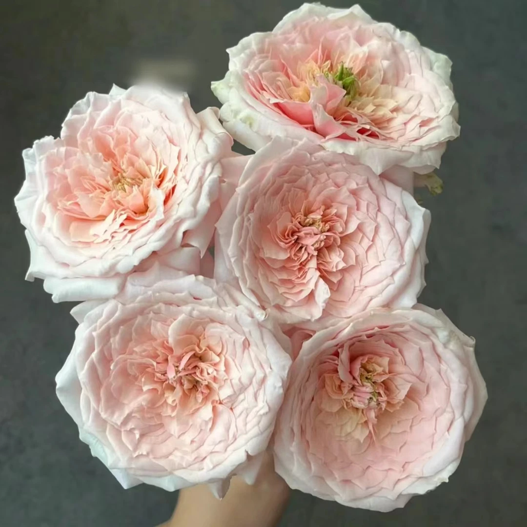 【探花甄选】蝶 玫瑰 云南玫瑰斗南鲜花网购鲜花 任浪漫