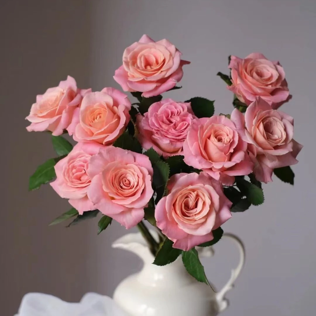 【探花甄选】猪小姐A级玫瑰 云南基地直发 两单顺丰冷浪