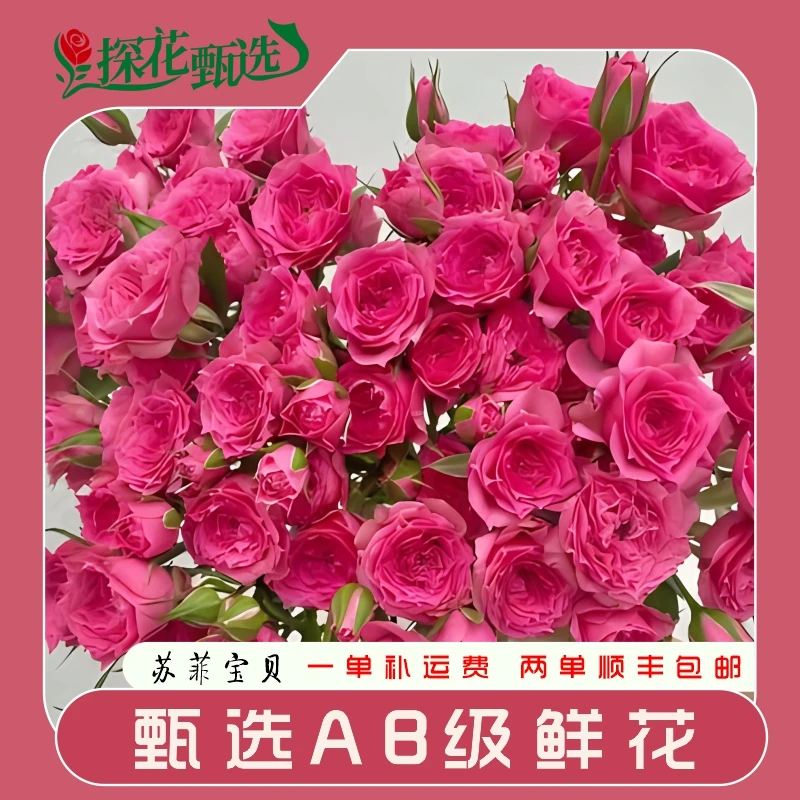 【探花甄选】苏菲宝贝 多头玫瑰 云南基地直发  两单