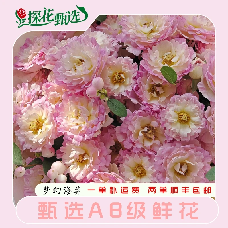 【探花甄选】梦幻莫奈花园风A级多头玫瑰云南直发两单起