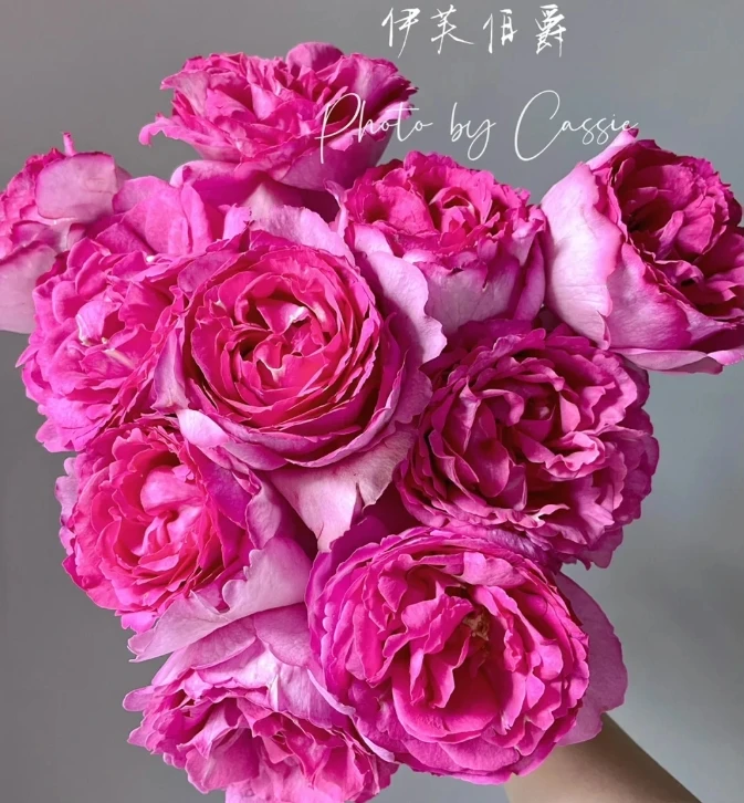【探花甄选】伊芙伯爵玫瑰 云南玫瑰斗南鲜花网购鲜花 治