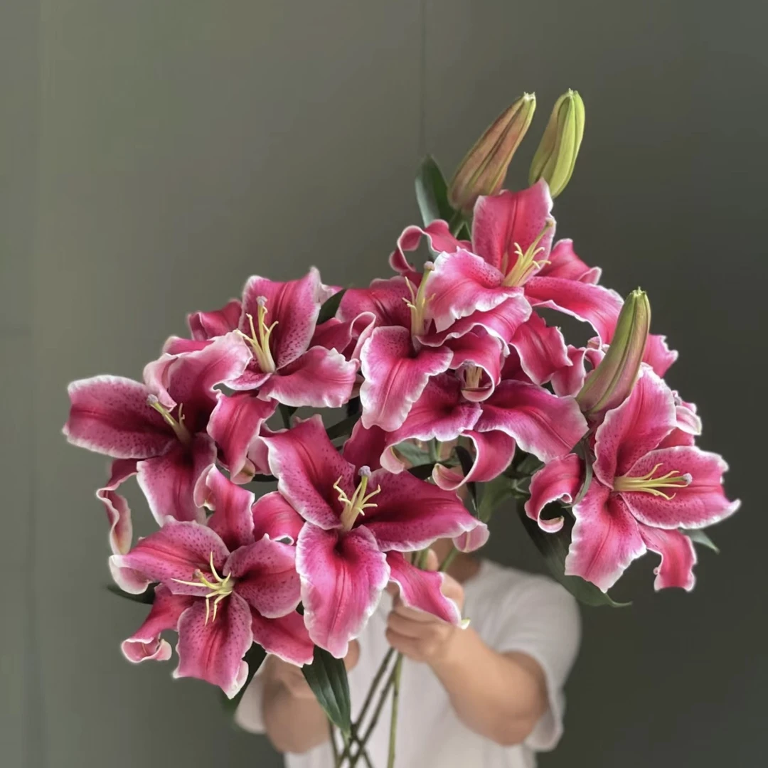 【探花甄选】黑美人百合花 云南花卉直播百合花 任意两治