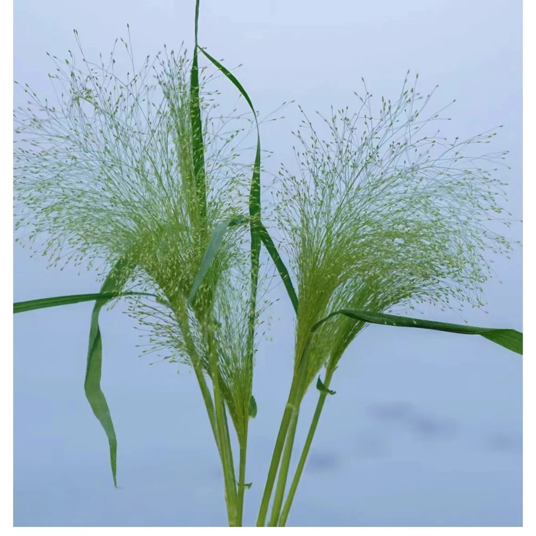【探花甄选】喷泉草 云南鲜花 搭配 草花配草 网购鲜花