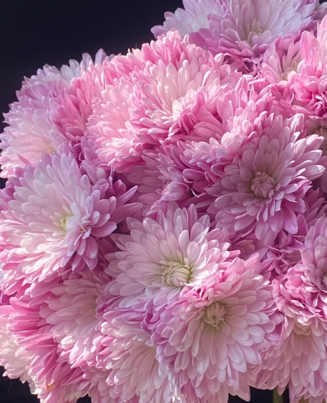 【探花甄选】维罗妮卡小菊 云南斗南鲜花网购鲜花任意两