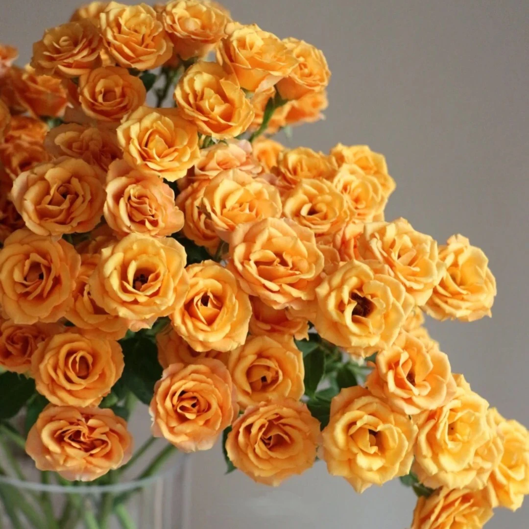 【探花甄选】枫糖泡泡 A级 多头玫瑰 云南直发 两单起发 顺丰冷链