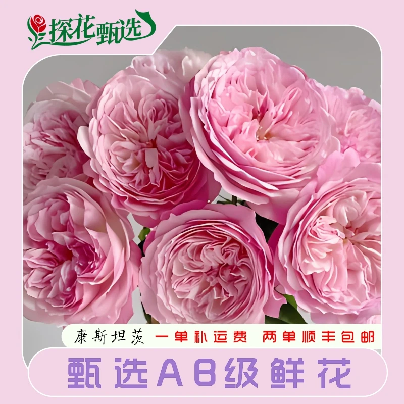【探花甄选】级玫瑰 云南直发 店内两个订单起发货 发顺