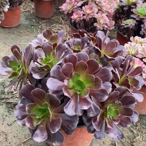 欧紫多肉植物043