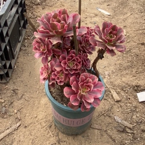 美杜莎多肉植物552