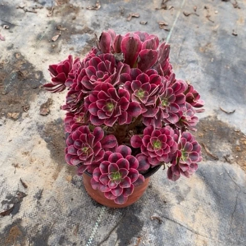 美杜莎多肉植物61