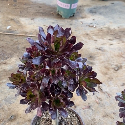 用****0黑法有断枝多肉019