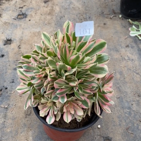 女神多肉植物101