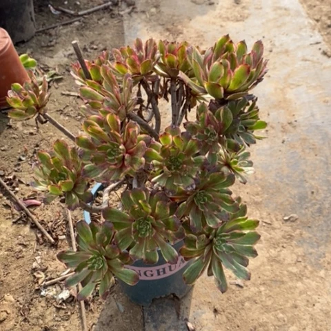 紫霞仙子多肉植物445