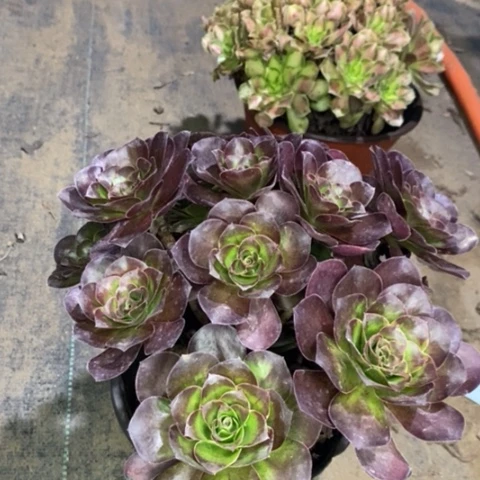 魅金玫瑰多肉植物088