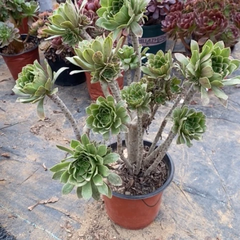 原始绿多肉植物692