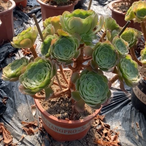 娜*万圣节多肉植物006