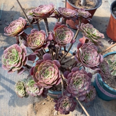 红桐多肉植物180