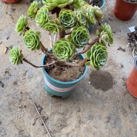 万圣节妖桩断枝141多肉植物法师