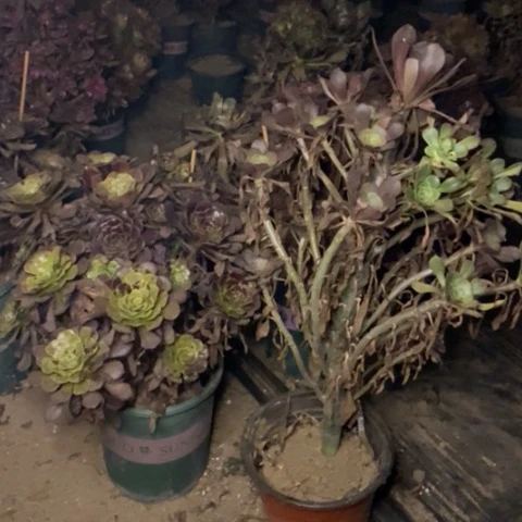 訸*两颗寄养多肉植物405-406