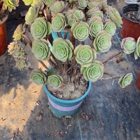 柠檬玫瑰朵朵缀183多肉植物法师