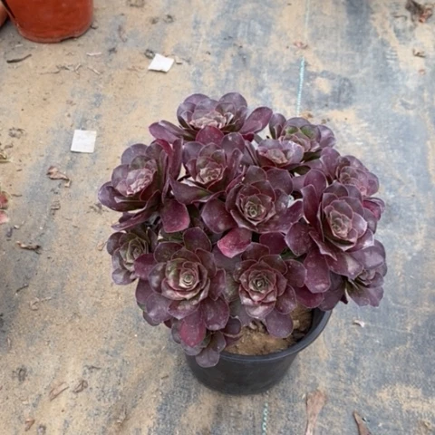 魅金玫瑰多肉植物113